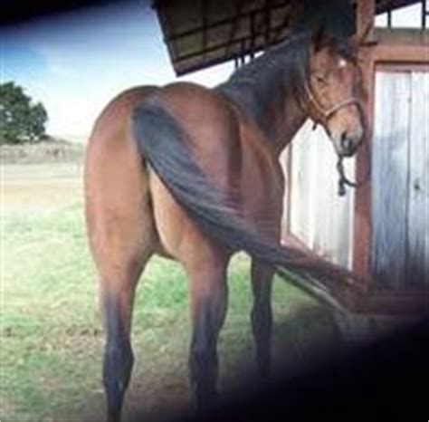 Finding horses for sale under 1000 pounds | Horsemart