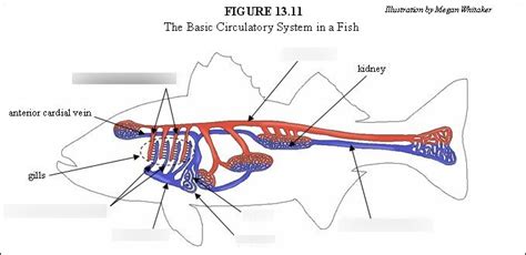 Circulatory System in a Fish Diagram | Quizlet