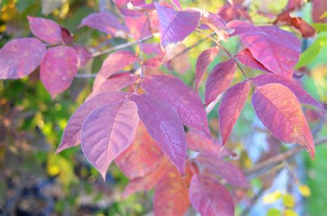 White Ash Fall Colour — Ontario Native Plant Nursery | Container Grown ...