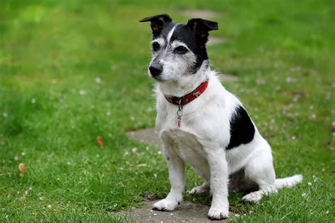 A Complete Guide to Jack Russel Terrier Dog Training