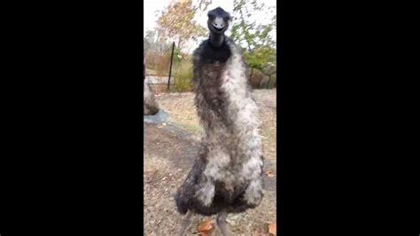 Angry Emu - YouTube