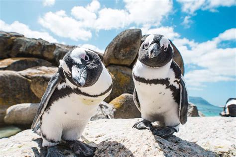 African penguins at Boulders Beach - Cape Town Tourism