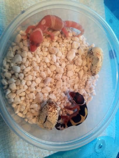 Leopard Gecko Hatchlings! by Mystifying-Reptiles on DeviantArt