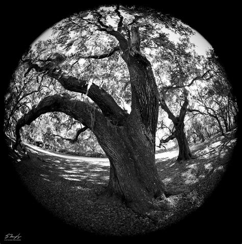 Spooky old oak tree