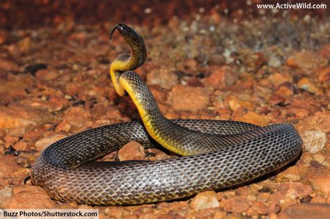 Inland Taipan Facts, Pictures & Information: Most Venomous Snake