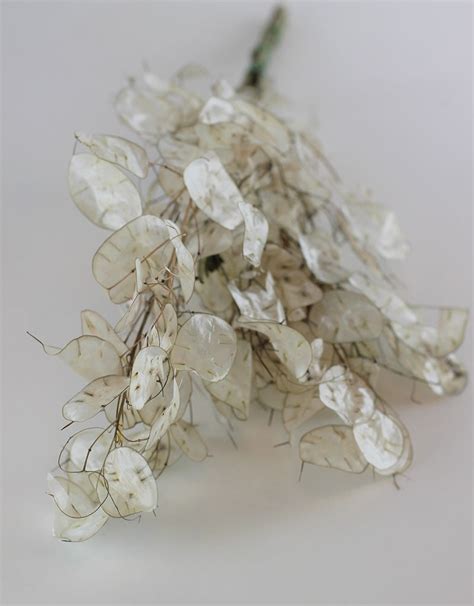 Dried Lunaria - Natural Bunch, 70cm l Natural Lunaria – Dried Flowers Decor