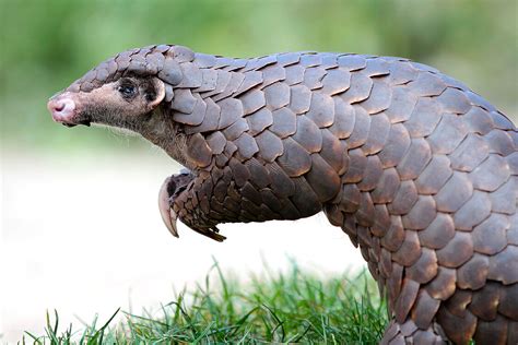 The Chinese pangolin is waiting for you at Zoo Leipzig!