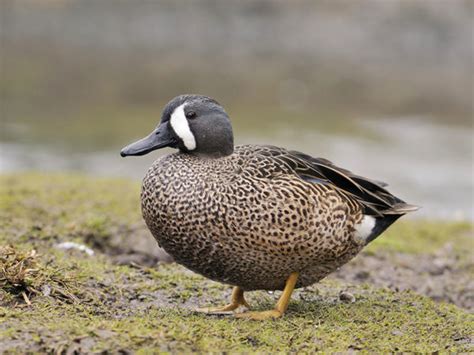 Blue Winged Teal Hunting - Waterfowlers Challenge