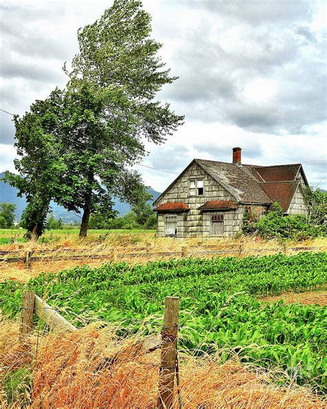 Old House In A Corn Field Photograph by Jack Andreasen - Pixels