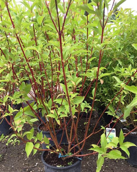 Dogwood, Red Osier 1-0 (Cornus sericea) – Virginia Department of Forestry