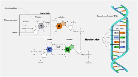 Structure Of Dna Nucleotide Bases