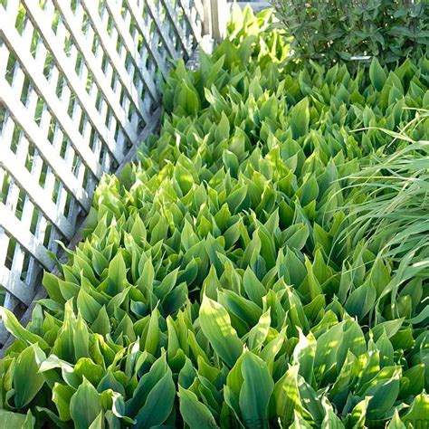 Lily of the Valley|Fast Growing Ground Cover|GreatGardenPlants.com ...