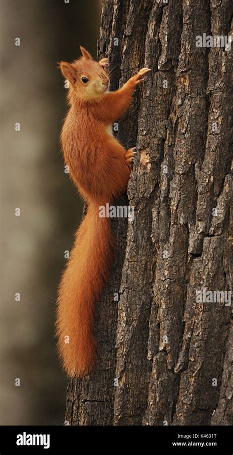 Red Squirrel Climbing Tree Stock Photo - Alamy