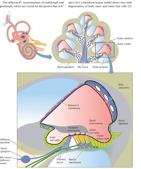 [DIAGRAM] Cochlea Diagram Cross Section - MYDIAGRAM.ONLINE