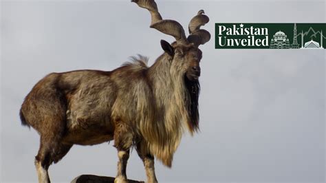 Markhor, the National Animal of Pakistan - Paradigm Shift