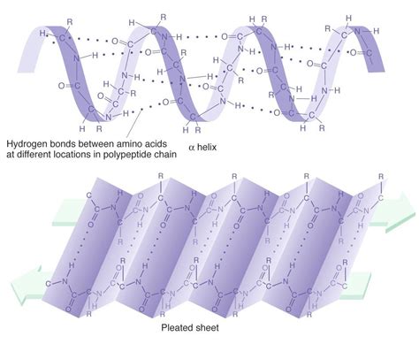 Peptides Proteins - Study Material for IIT JEE | askIITians