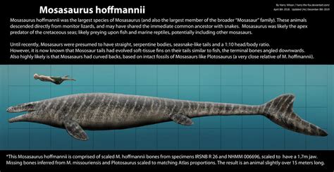 Mosasaurus hoffmannii Size by Harry-the-Fox on DeviantArt