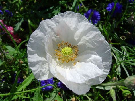 White Poppies, Remembrance 2018