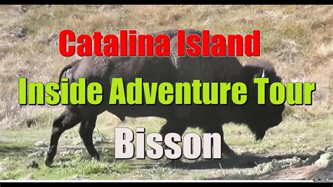 Catalina Island Inside Wildlife Tour - YouTube