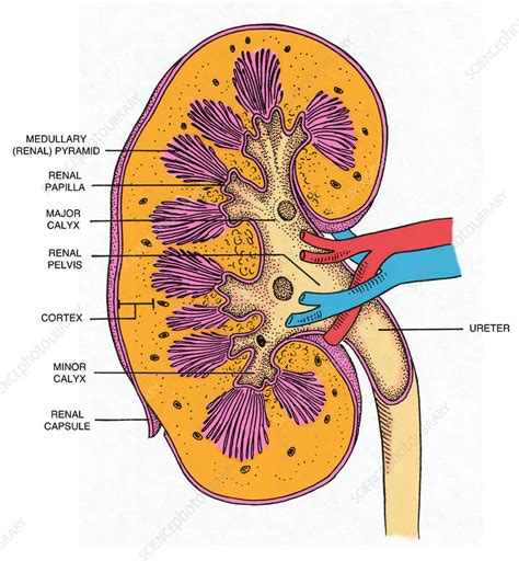 Cross Section of Right Kidney - Stock Image - F031/6574 - Science Photo ...