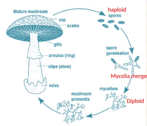 Basidiomycota | Plant pathology, Mushroom spores, Stuffed mushrooms