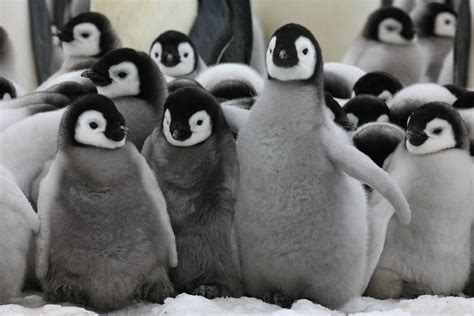 Emperor Penguin Chicks