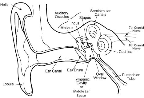 Ear Anatomy Schematics | McGovern Medical School