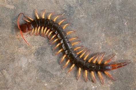 Getting Rid Of Centipede Infestation - Provincial Pest Control