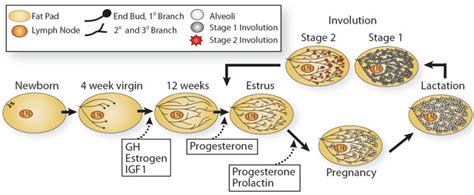 human biology - Mammary gland development and lactation - Biology Stack ...