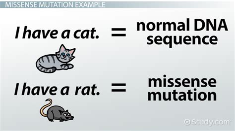 Missense Mutation | Definition, Variant & Examples - Video & Lesson ...