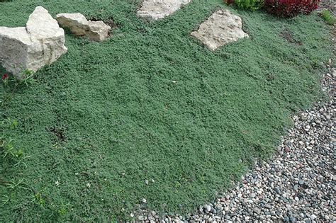 Lavender Scented Thyme (Thymus thracicus) in Naperville Aurora Batavia ...