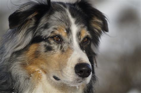 Australian Shepherd Great Pyrenees Mix - HubPages