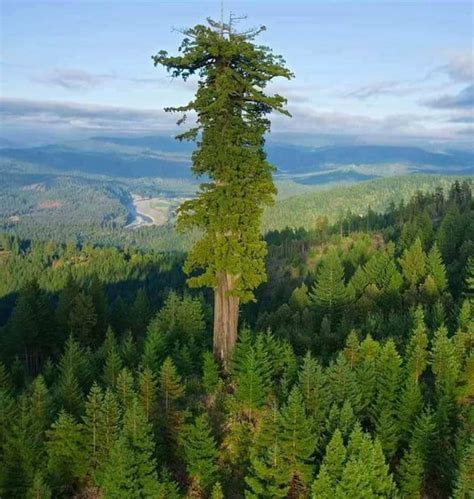 Hyperion, the world's tallest tree at 379.7 feet (115.61 meters ...