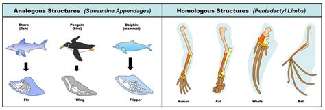 Analogous vs Homologous Structures | Evolution, Teaching biology ...