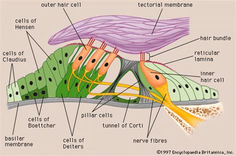 Organ of Corti