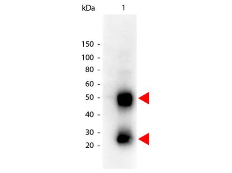 Mouse IgG (H&L) Antibody Peroxidase Conjugated (610-1302) | Rockland