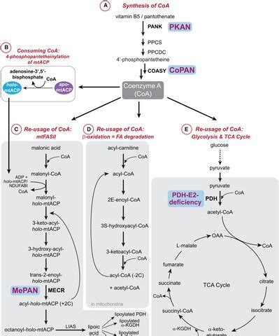 Mitochondria control cells using their own complete fatty acid ...