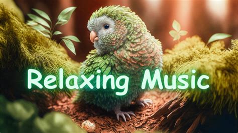 Relaxing Music - Birds Sounds - YouTube