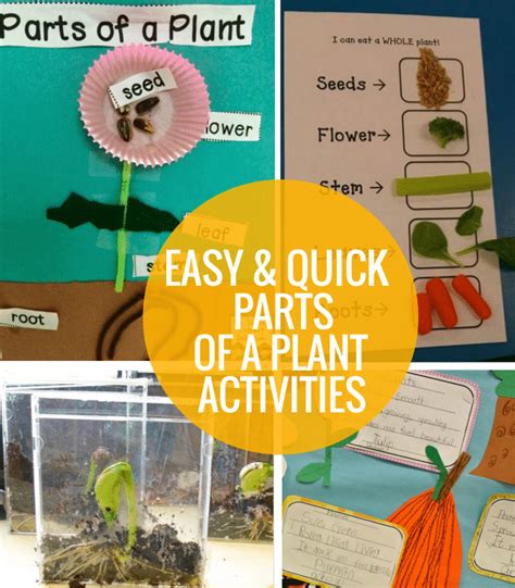 4 Easy and Quick Parts of a Plant Activities - Teach Junkie