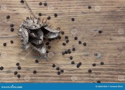 Dry flower datura seeds stock image. Image of spherical - 68561839