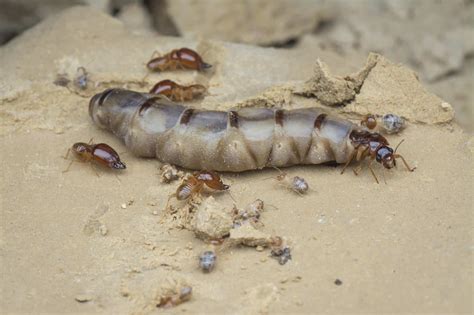 Understanding the queen termite - Budget Brothers Termite & Pest Control