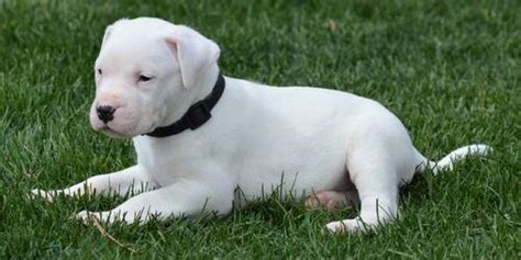 Dogo Argentino Puppy for Sale - Adoption, Rescue for Sale in Longmont ...