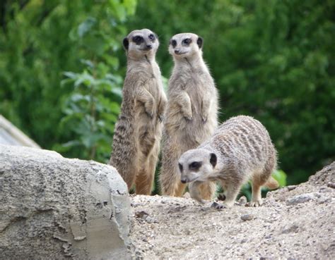 Meerkat Family » Kelvin Peach Photography