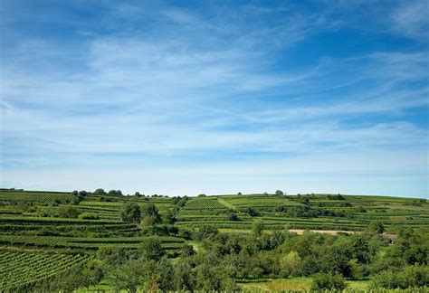 Your 2023 guide to Baden wine region | Winetourism.com