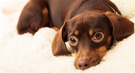 Chihuahua Dachshund Mix