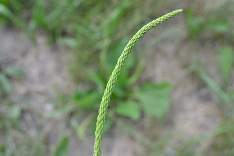 Broadleaf Plantain, also known as Common Plantain is a broadleaf weed.