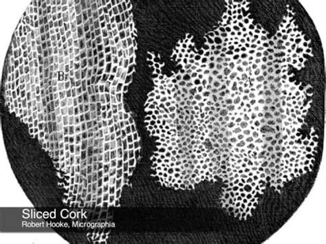 Robert Hooke: Micrographia - YouTube