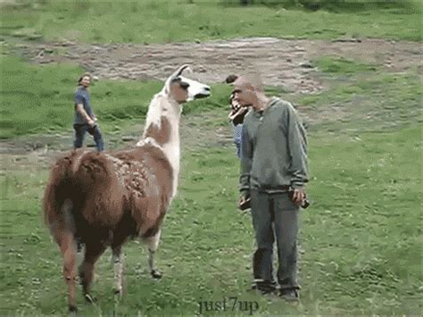 Llama Drama GIFs - Find & Share on GIPHY