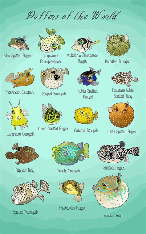 25 best Puffer Fish images on Pinterest | Water animals, Fish and ...