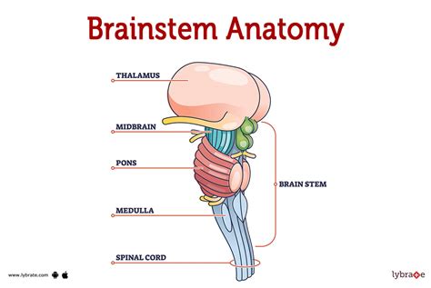 Ron Dennis's Brain Transplant Brain Anatomy, Medical, 60% OFF